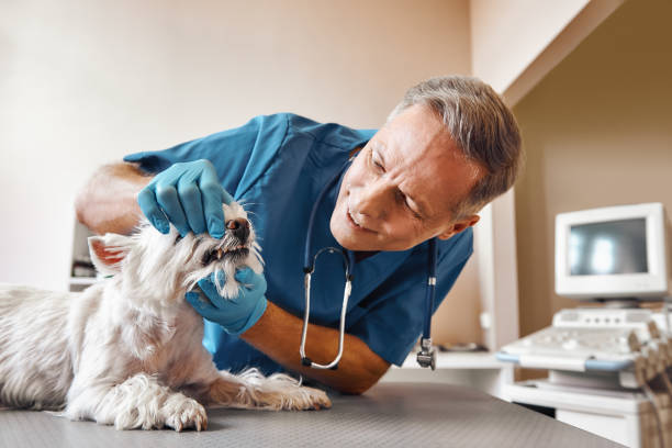 Best Mobile Emergency Dentist in Buckhall, VA